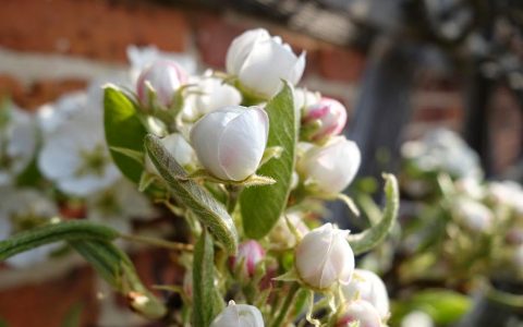 Königliche Birnenblüte am Brümmerhof