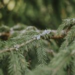 Kurs: Fichtenraumspray herstellen