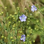 Kurs: Vom Flachs zum Leinen