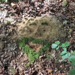 Mitmachaktion: LandArt