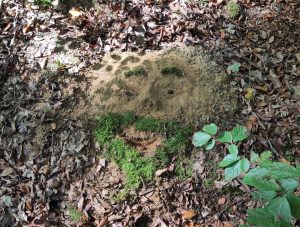 Mitmachaktion: LandArt