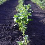 Mitmachaktion: Kartoffeln pflanzen