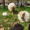Auf dem Gelände unserer Heidschnucken sprechen wir über die Lebensweise der Schafe und ihre Rolle in der Heide früher und heute und filzen anschließend eine Kugel. [PDF]