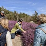 Geführter Heidespaziergang (kostenlos)