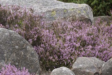 Wiedereröffnung Dauerausstellung "Steinreiche Heide"